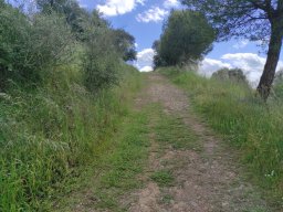 Flora del Cerro Masatrigo